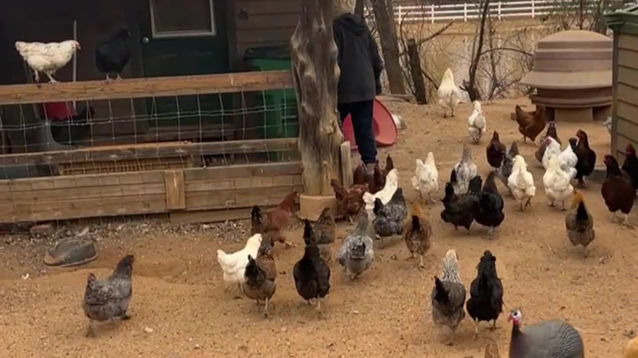 Chickens Love Her