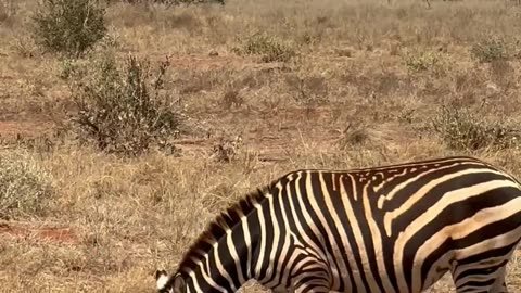 Zebra video #animal