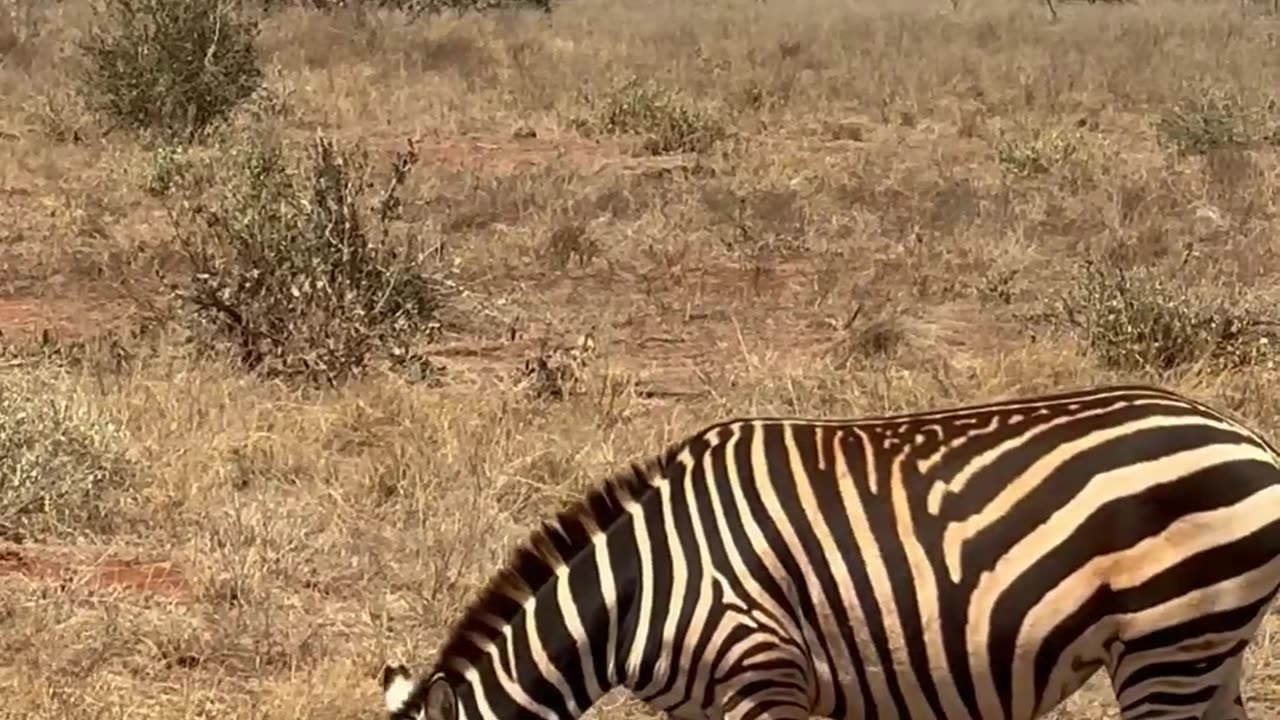 Zebra video #animal
