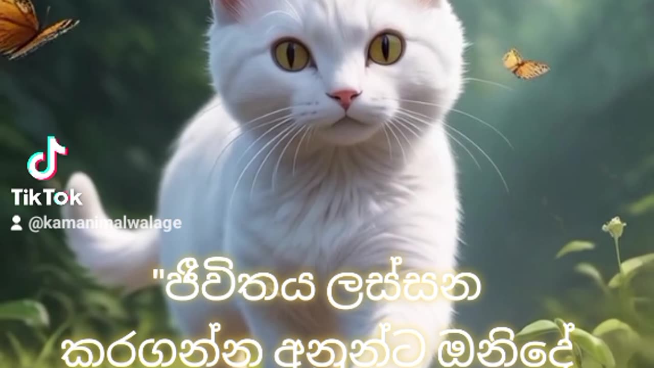 motivation Cat video