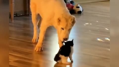 Dog And Cat are playing