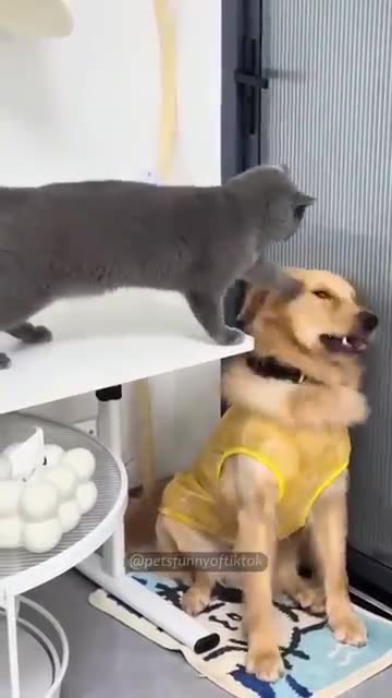 Funny Dog vs. Cat