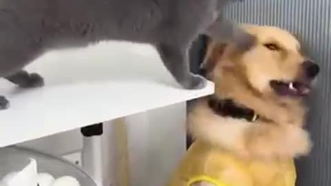 Funny Dog vs. Cat