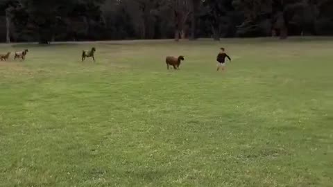 Cat Saves Kid from Charging Goat
