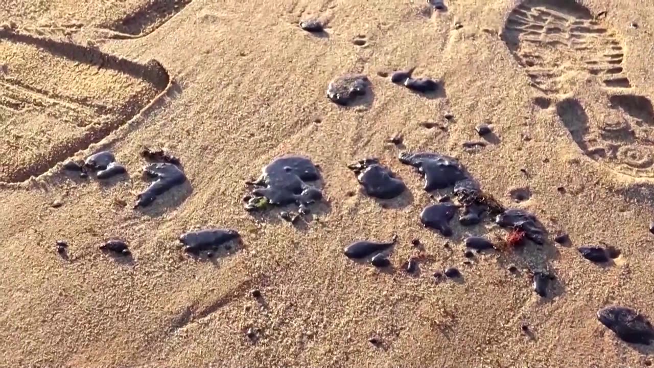 Volunteers in Sevastopol help clean beaches after oil spill