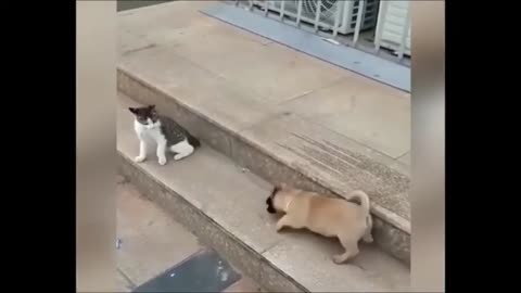 Cat vs Dog Fight😂😂😂😂😭😭😭😭😭