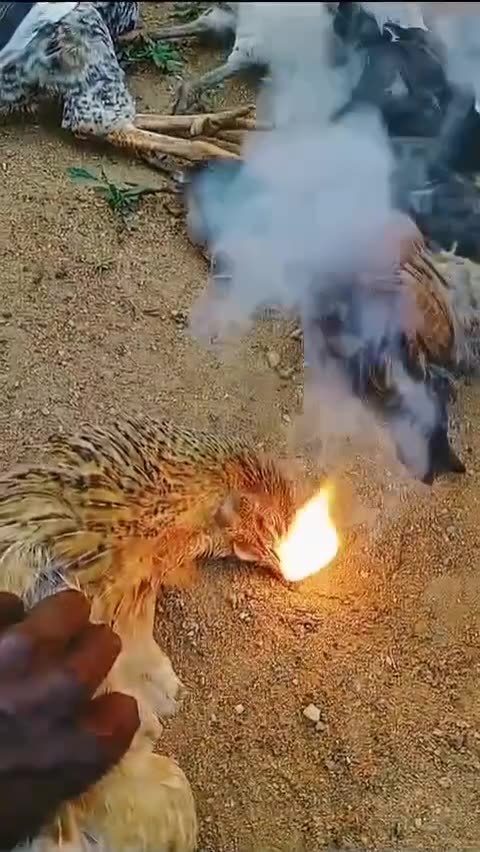 Chickens EXPLODE when you press them! | Mystery in a village in India