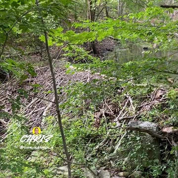 IMPRESSIVE BEAVER DAM!