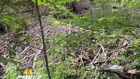 IMPRESSIVE BEAVER DAM!