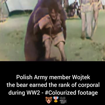 Polish Army Wojtek bear earned corporal rank during WW2 #Colourized footage🇵🇱 🐻 🎖️ 🎥