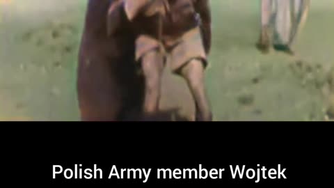 Polish Army Wojtek bear earned corporal rank during WW2 #Colourized footage🇵🇱 🐻 🎖️ 🎥