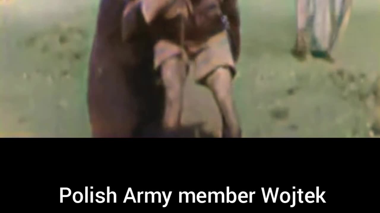 Polish Army Wojtek bear earned corporal rank during WW2 #Colourized footage🇵🇱 🐻 🎖️ 🎥