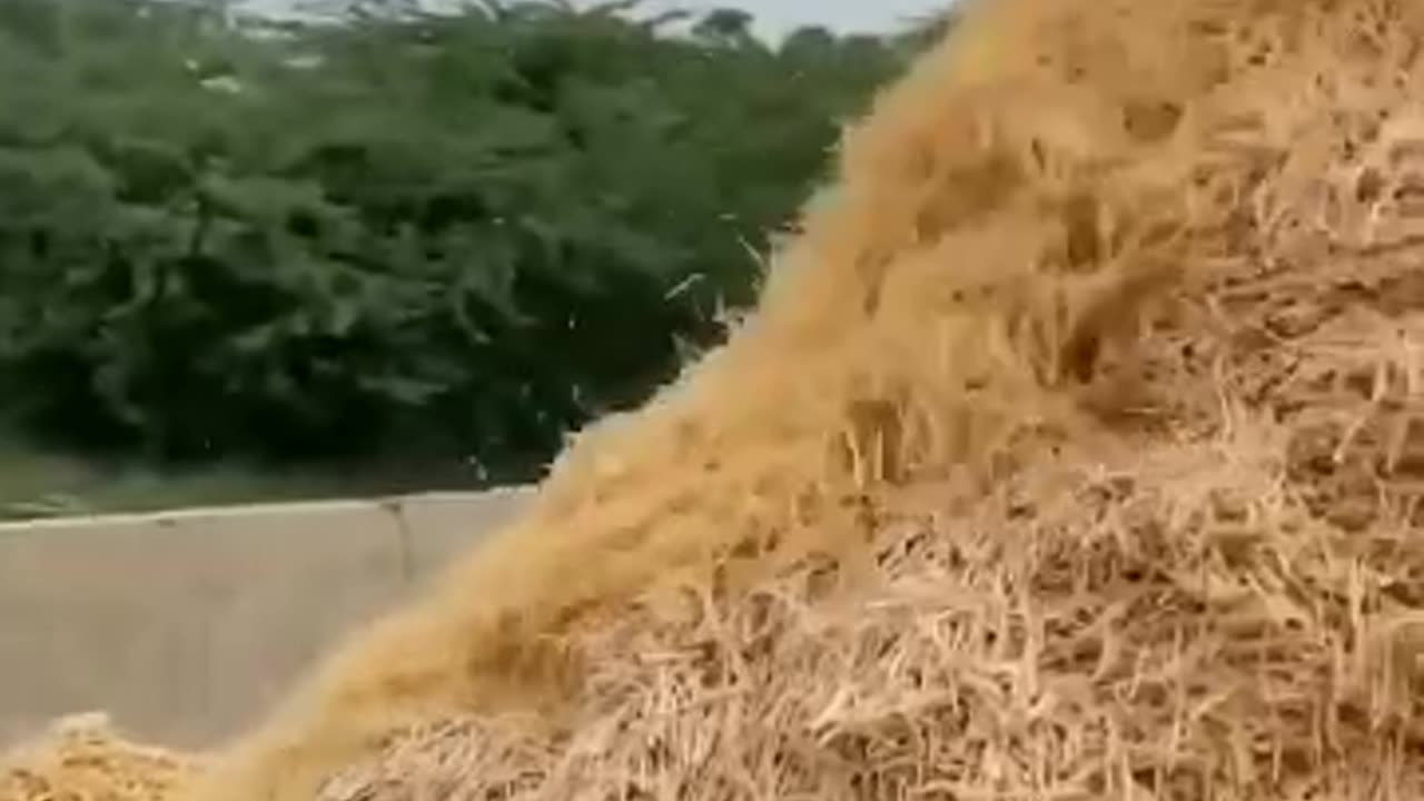 "Unbelievable Wooden Match Stick Making Process: Watch How They're Made in a Factoy!"