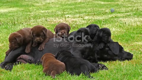 Top 10 dog breeds for perfect pets