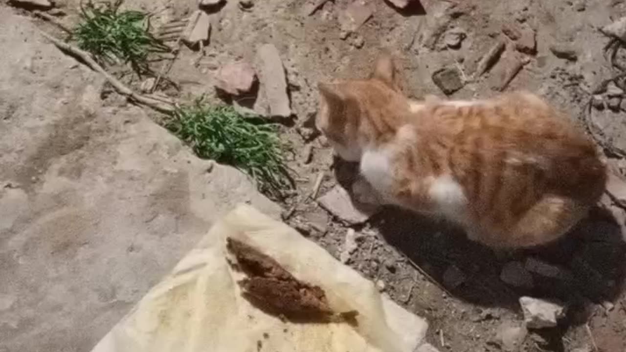 poor hungry cat 🐈🐈