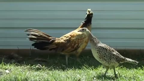 Wild Chickens