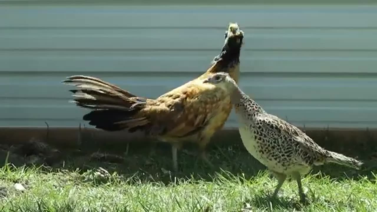Wild Chickens