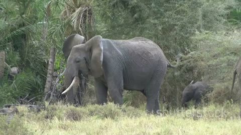 Elephants vs. Hippos: How They Reproduce And Raise Their Young!