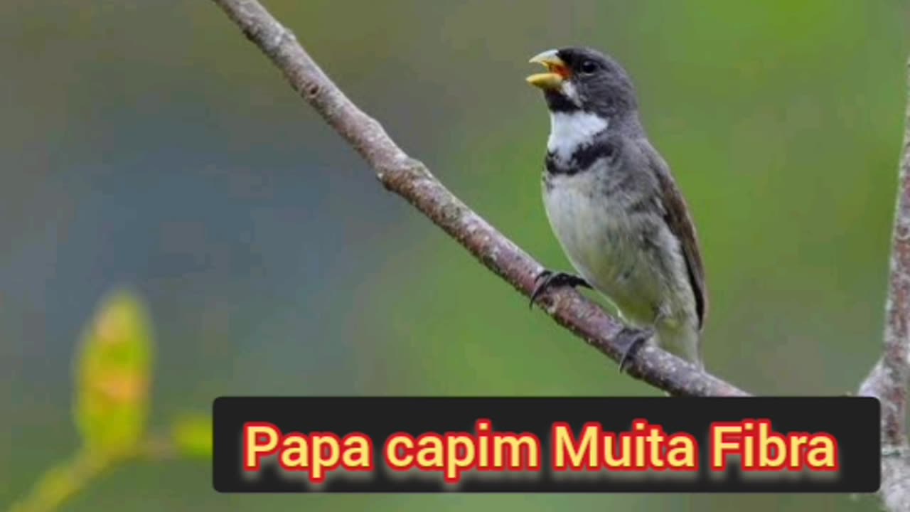 Papa capim Muita Fibra