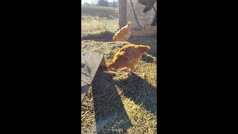 Finishing off the corn cobs.