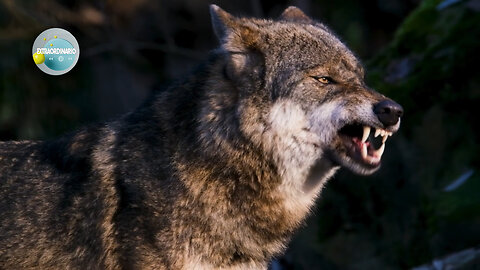 CARACTERISTICAS Y CURIOSIDADES DE LOS LOBOS