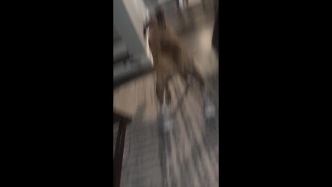 funny dog can't Walk