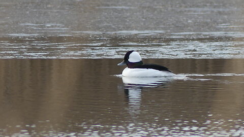 Bufflehead