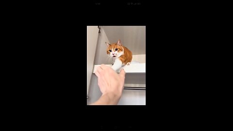 Cats and kittens compilation