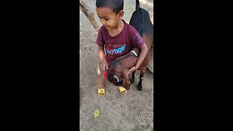 ছাগলকে আদর করছে। #ছাগল #প্রাণী #বরকি #goat #goats #goatlife #goatlove