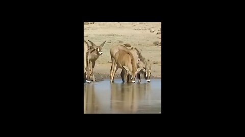 Never give up🦌🐊# antelope # crocodile