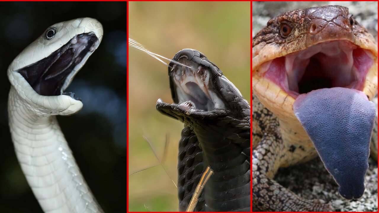 Insane Reptile Facts You Didn't Know!