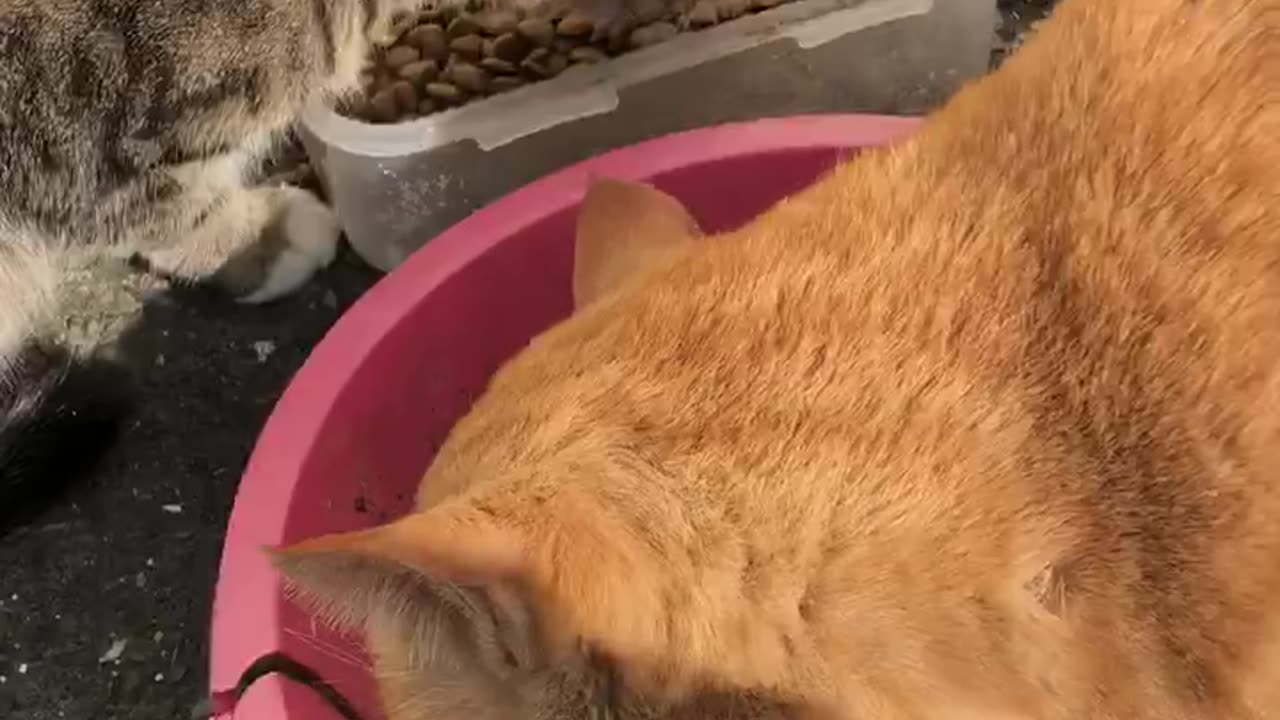 street cat eat feed