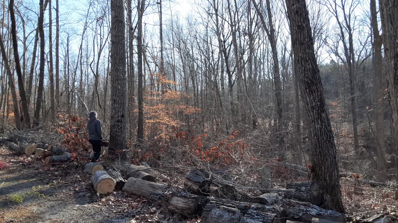 3 More Trees Down Today – We’re On a Roll – Thanks Chris!