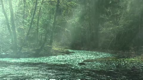 Rain Forest Rainstorm sounds for relaxing, focus, or sleep. White Noise