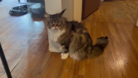 Delilah's Story - Giant Brown Classic Maine Coon Cat