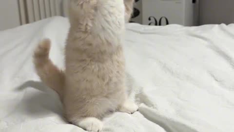 "My baby, the little cat that stands up to act cute and beg!"