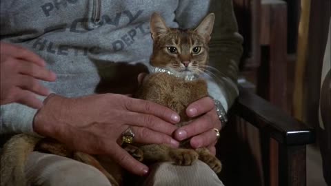The cat from outer space movie
