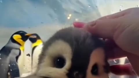 cute baby penguins 🥰🥰