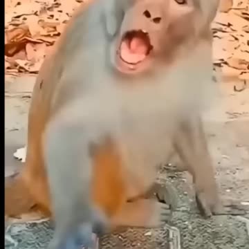 funny baby 👶 video 🤷‍♀️😂 #comedy #funnymonkey #babyvoice #shorts