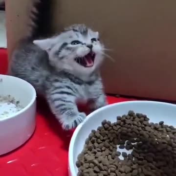 Don’t get near me.😼