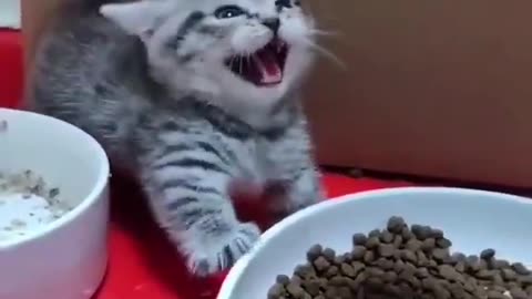 Don’t get near me.😼 