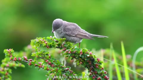 BEAUTY OF NATURE ULTRA HD #nature #birds