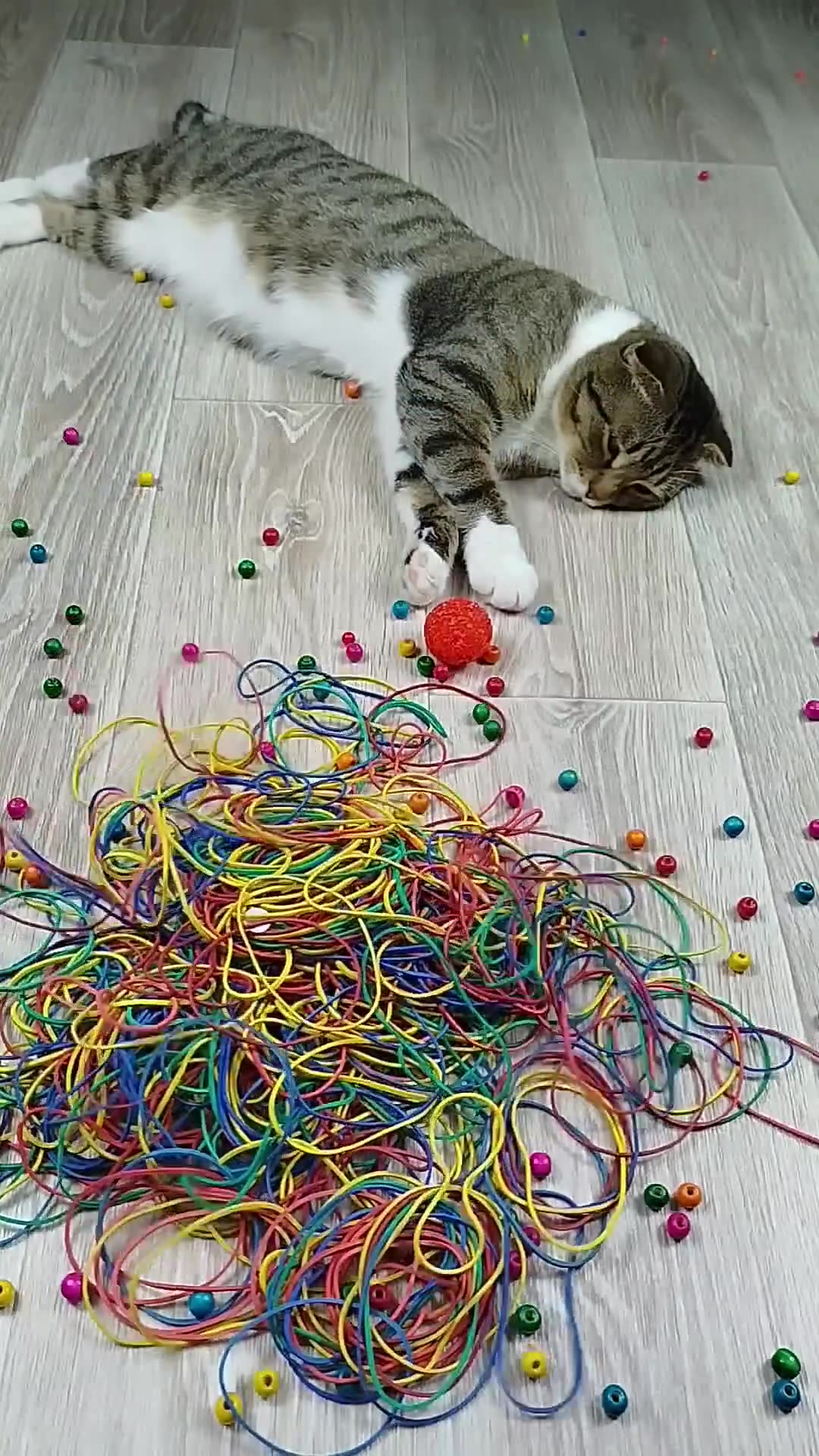 Cat Rumble Cats