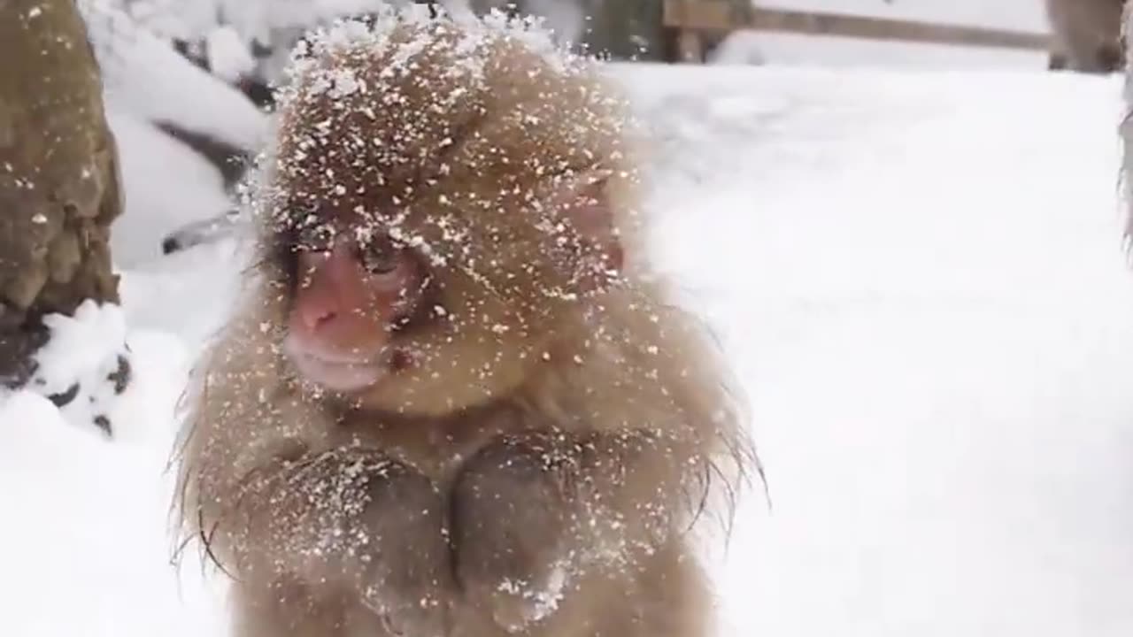 The Japanese Macaques are also known as the snow monkeys