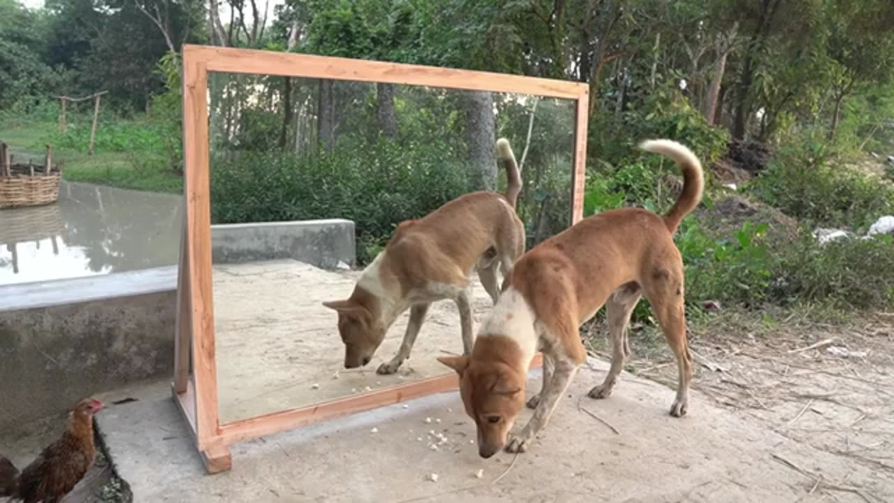 Angry dogs vs mirror reaction