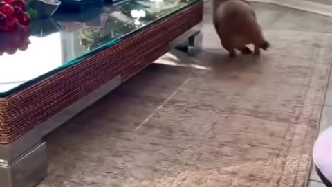 French Bulldog Zooms Around Coffee Table