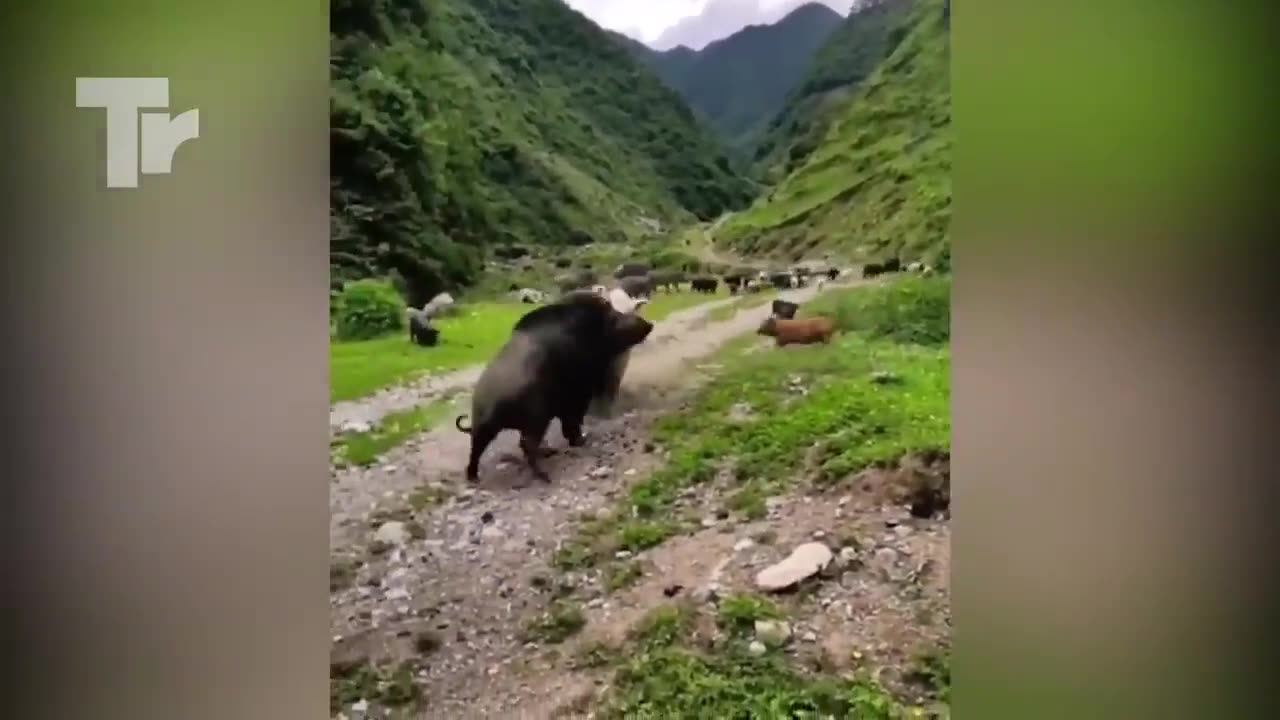 Look What Happened When This Boar Attacked Pig