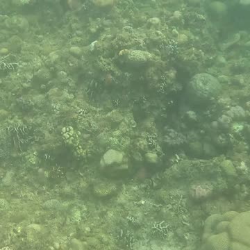 Morning Snorkeling Adventure: A Dive into Serenity