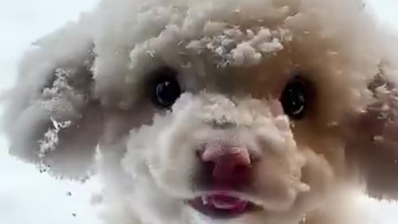 your sheep eyes are so big and round