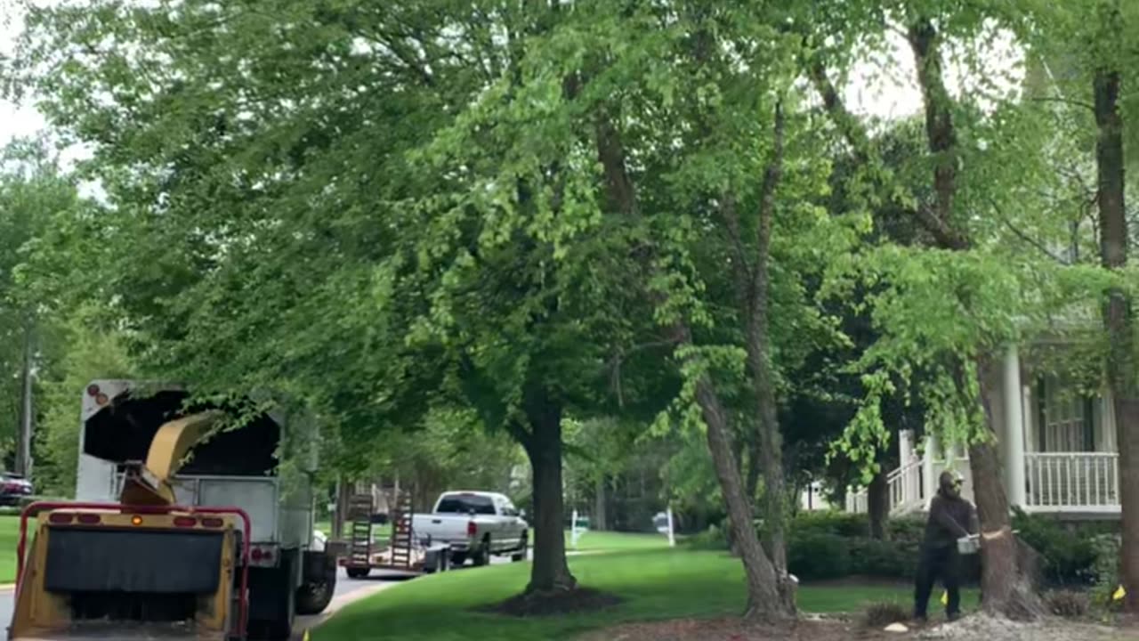 Arborist Services in Manassas VA | United Tree Care LLC